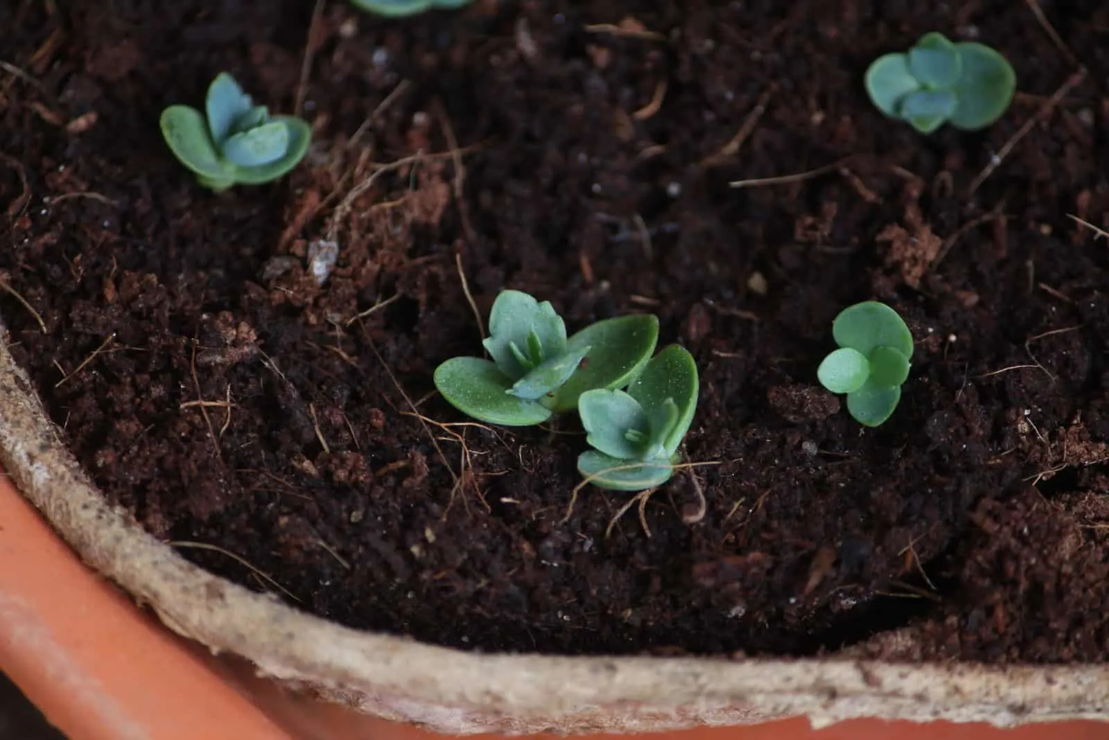 green flowers in pots