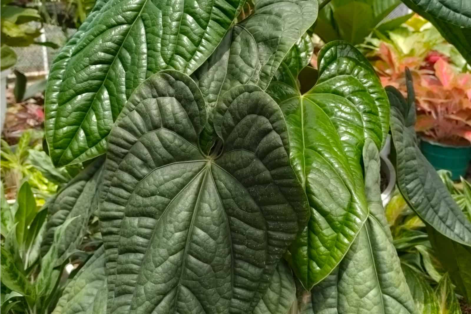 green leaves of Anthurium Radicans
