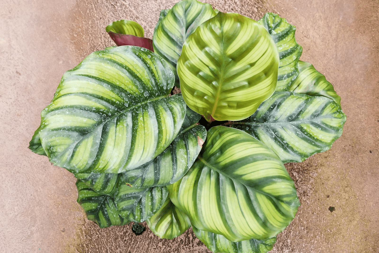 green leaves of Calathea Fasciata