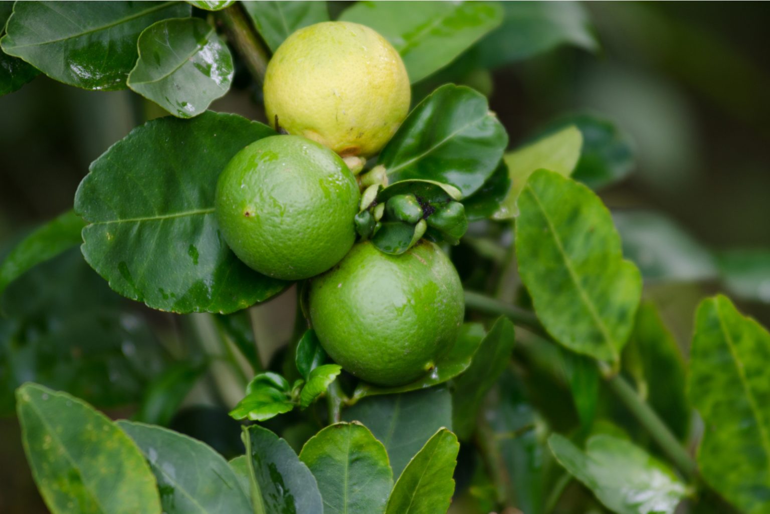 9 Reasons Why You Still Have Unripe Green Lemons In The Garden