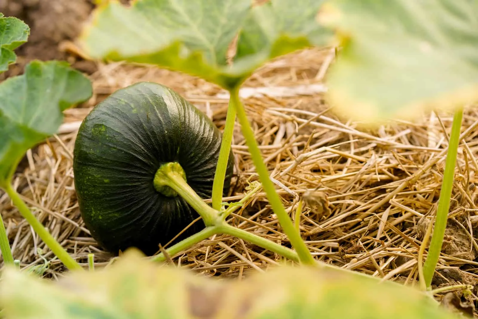 green pumpkin with leaves