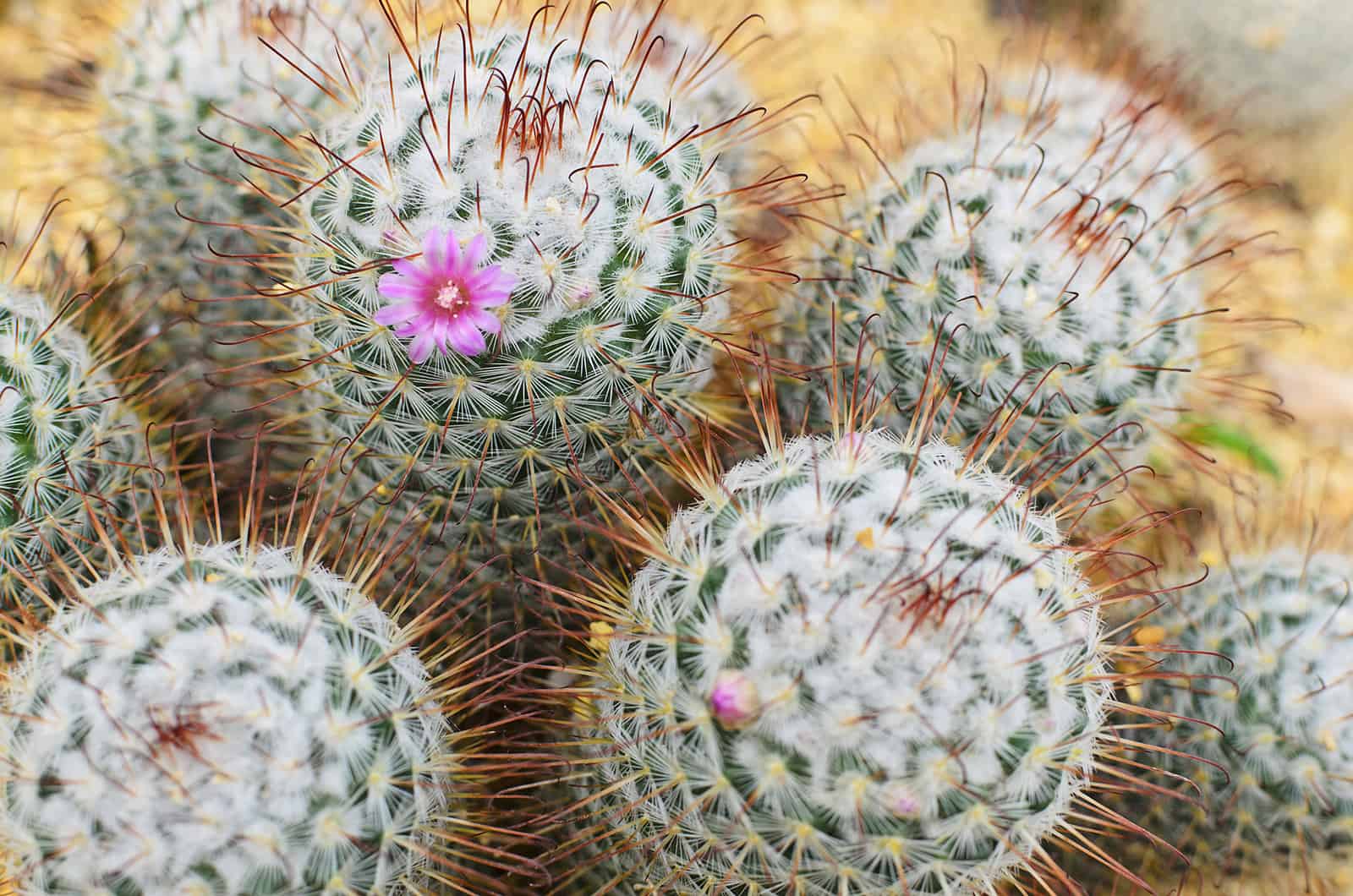 group of pincushion cactus with pink flower