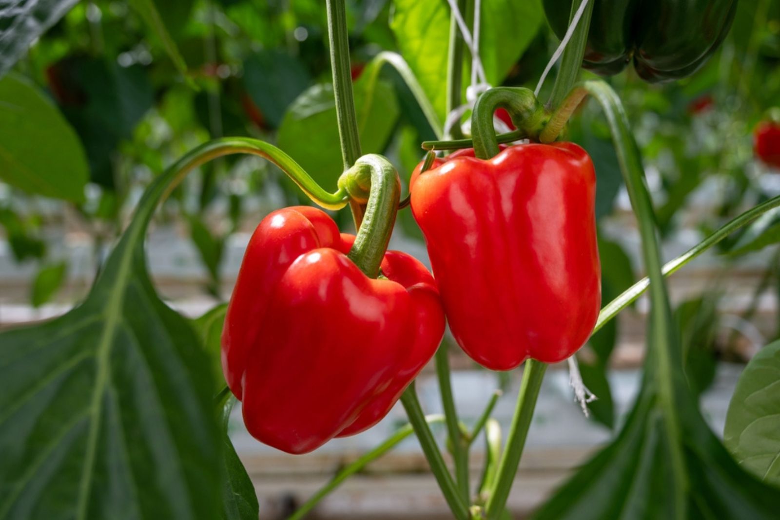 growing red bell peppers