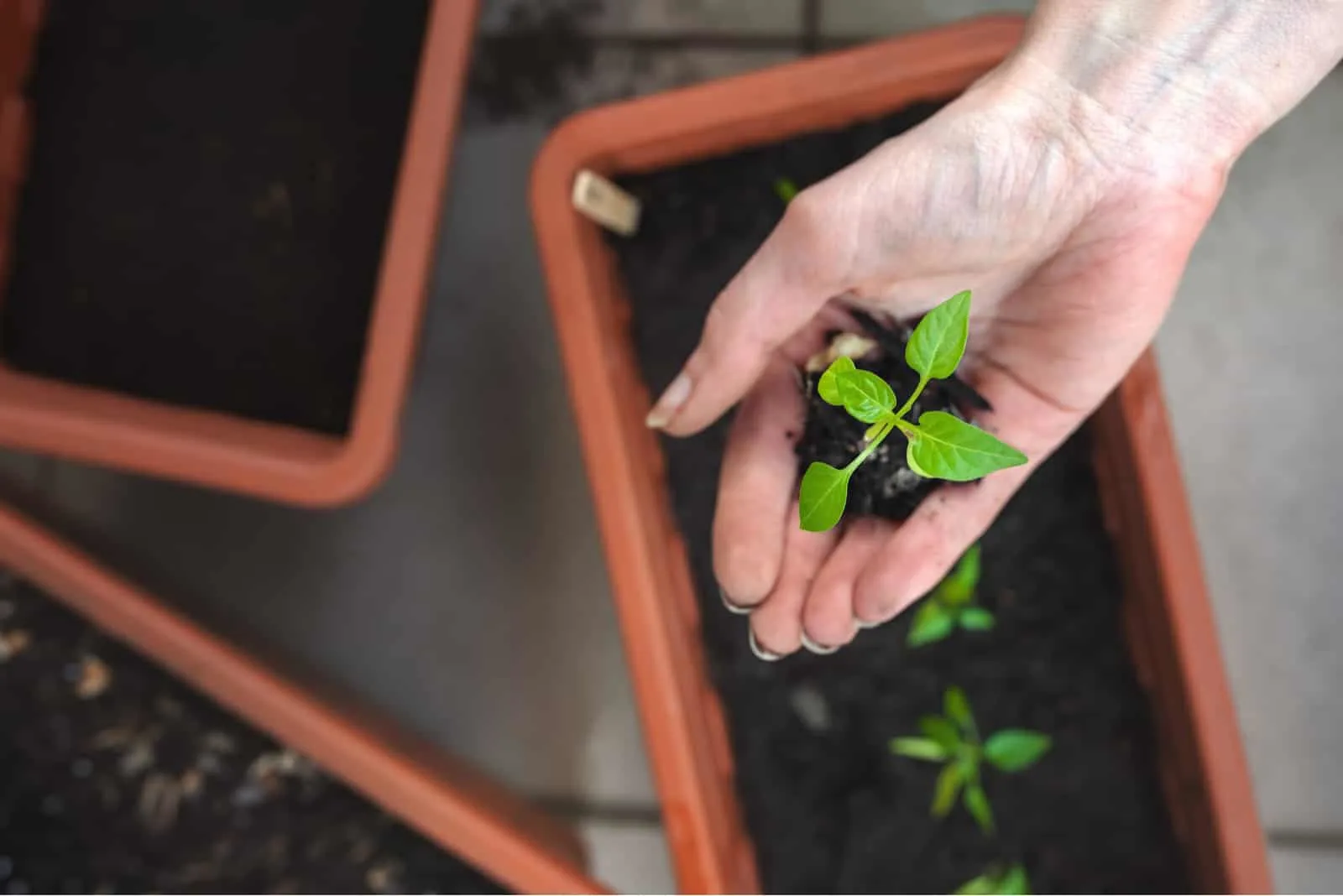 habanero pepper seedling in a woman's hand before planting