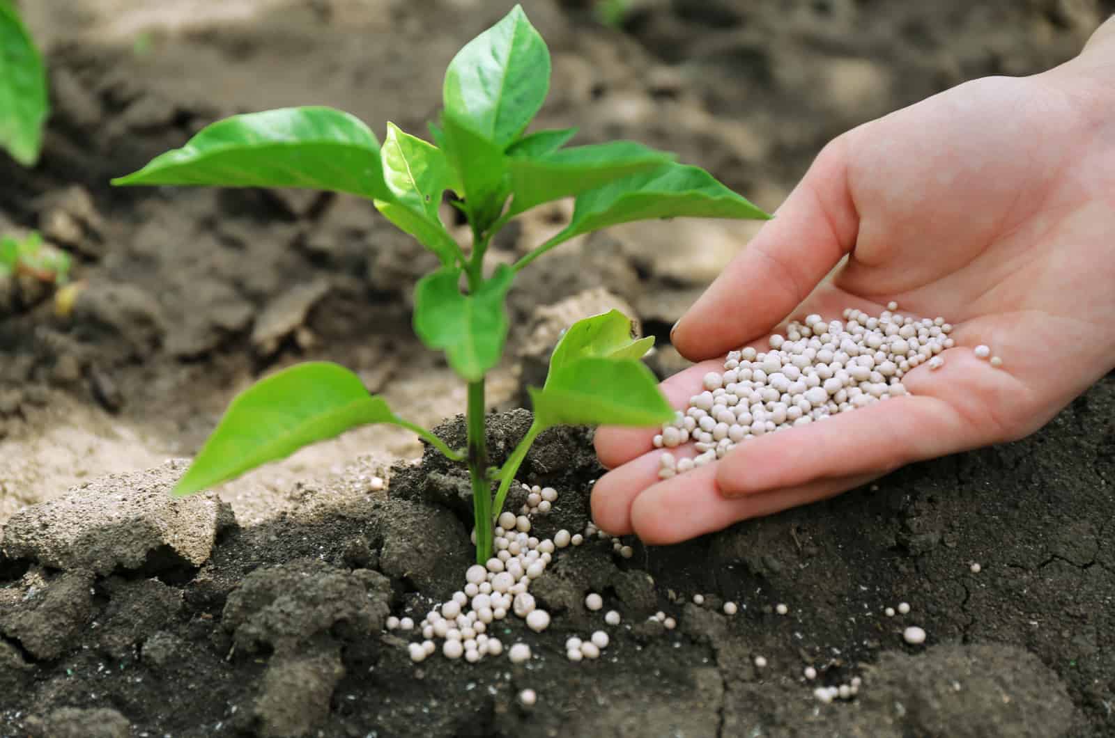 hand applying fertilizer on plant
