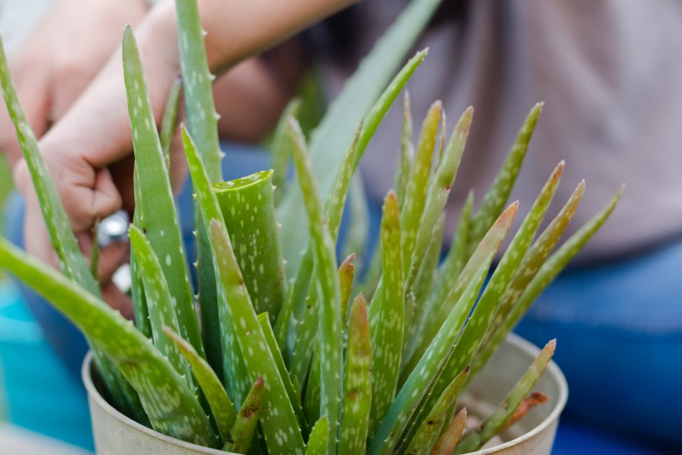 8 Signs Of An Underwatered Aloe Plant And How To Revive It