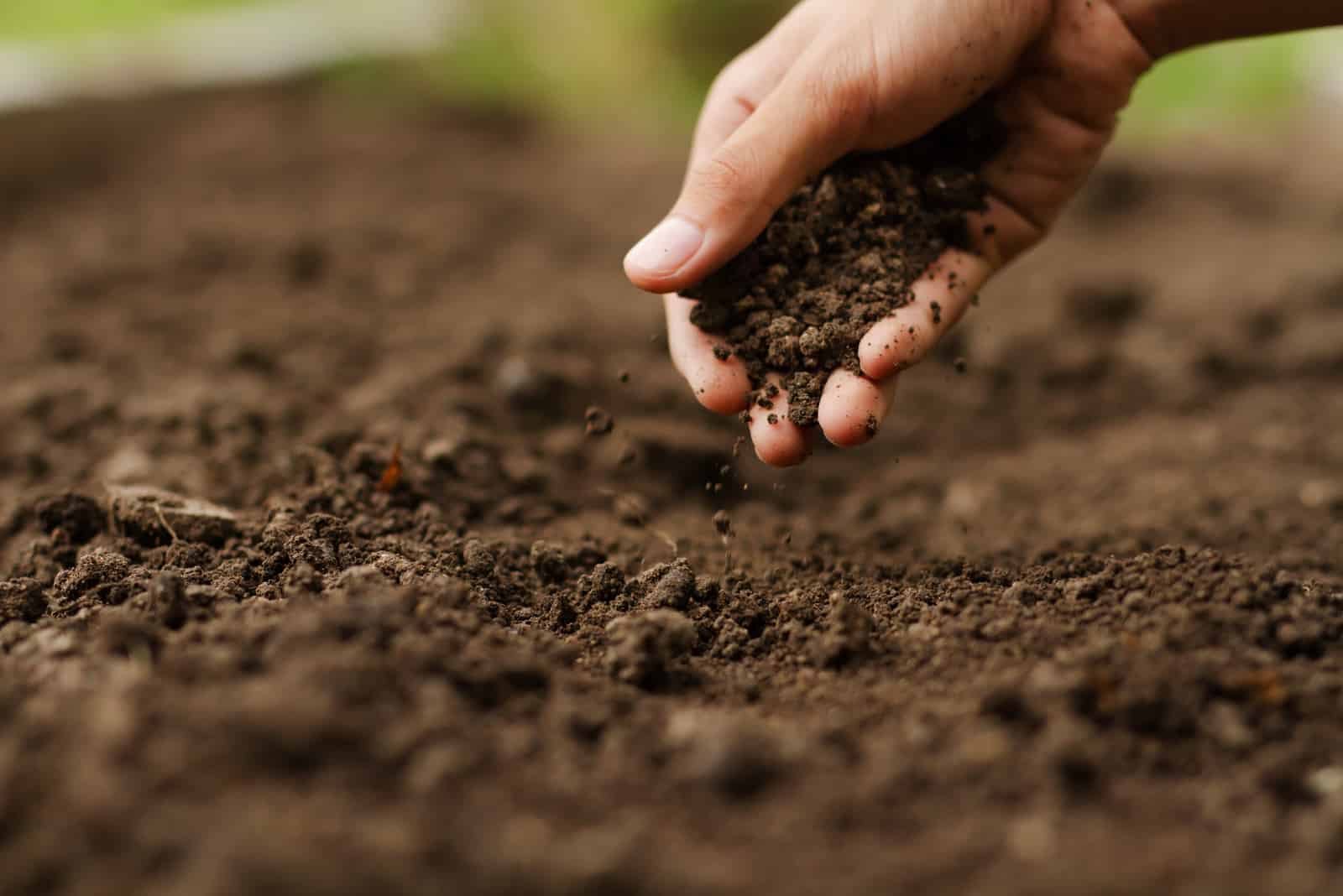 hand full of soil