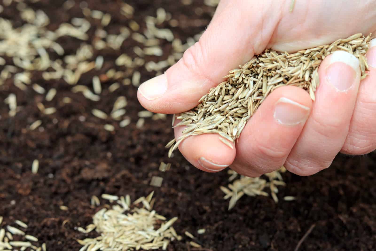 hand planting grass seeds