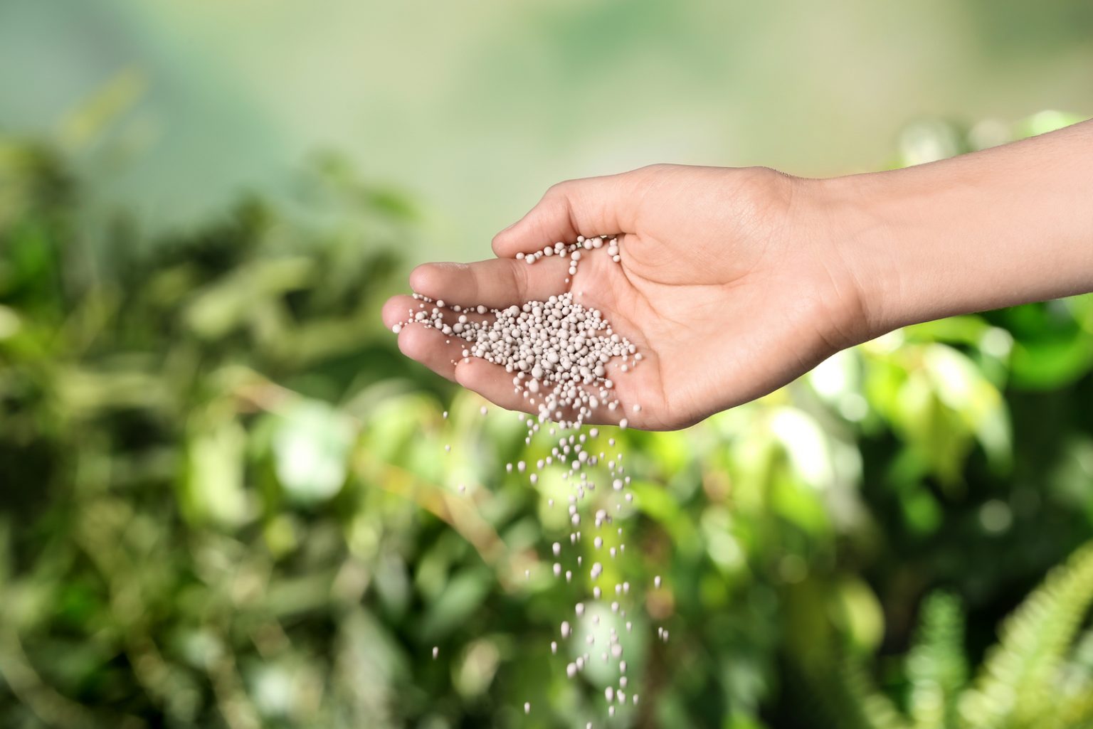 Triple 19 Fertilizer Where, When, And How To Use It
