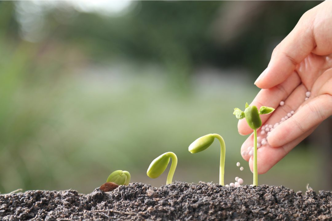 Triple 19 Fertilizer Where, When, And How To Use It