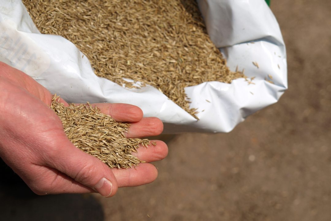 Does Grass Seed Go Bad? Check Out The Answer Here!