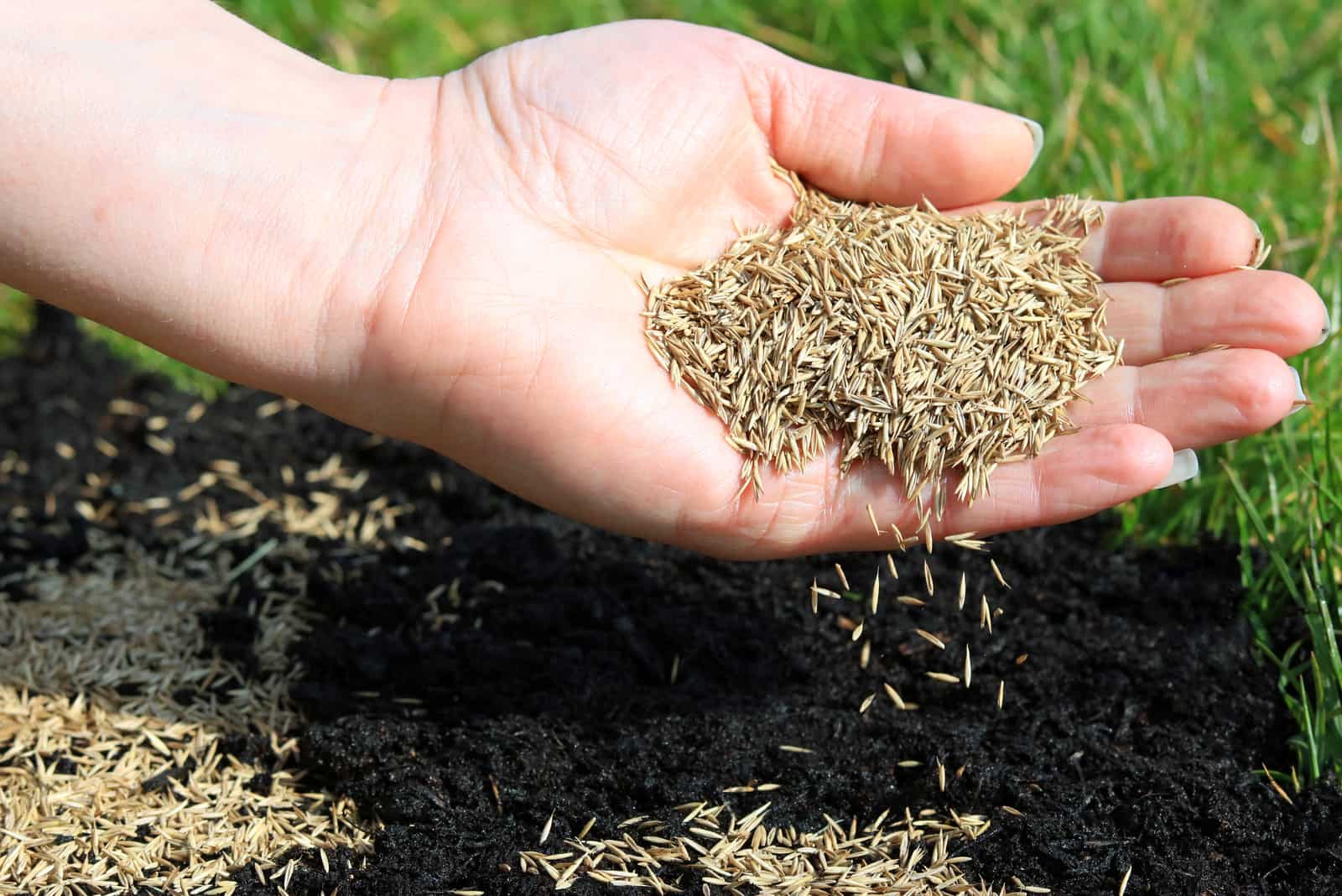 hand spreading grass seeds on soil patch