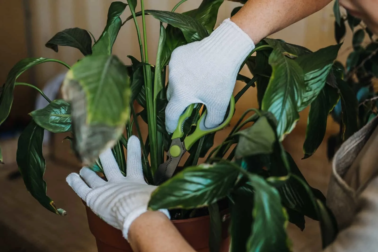hands cutting Peace Lily