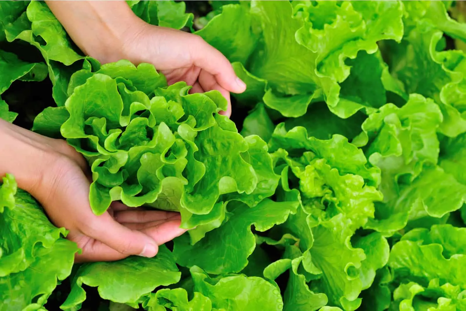 hands holding lettuce