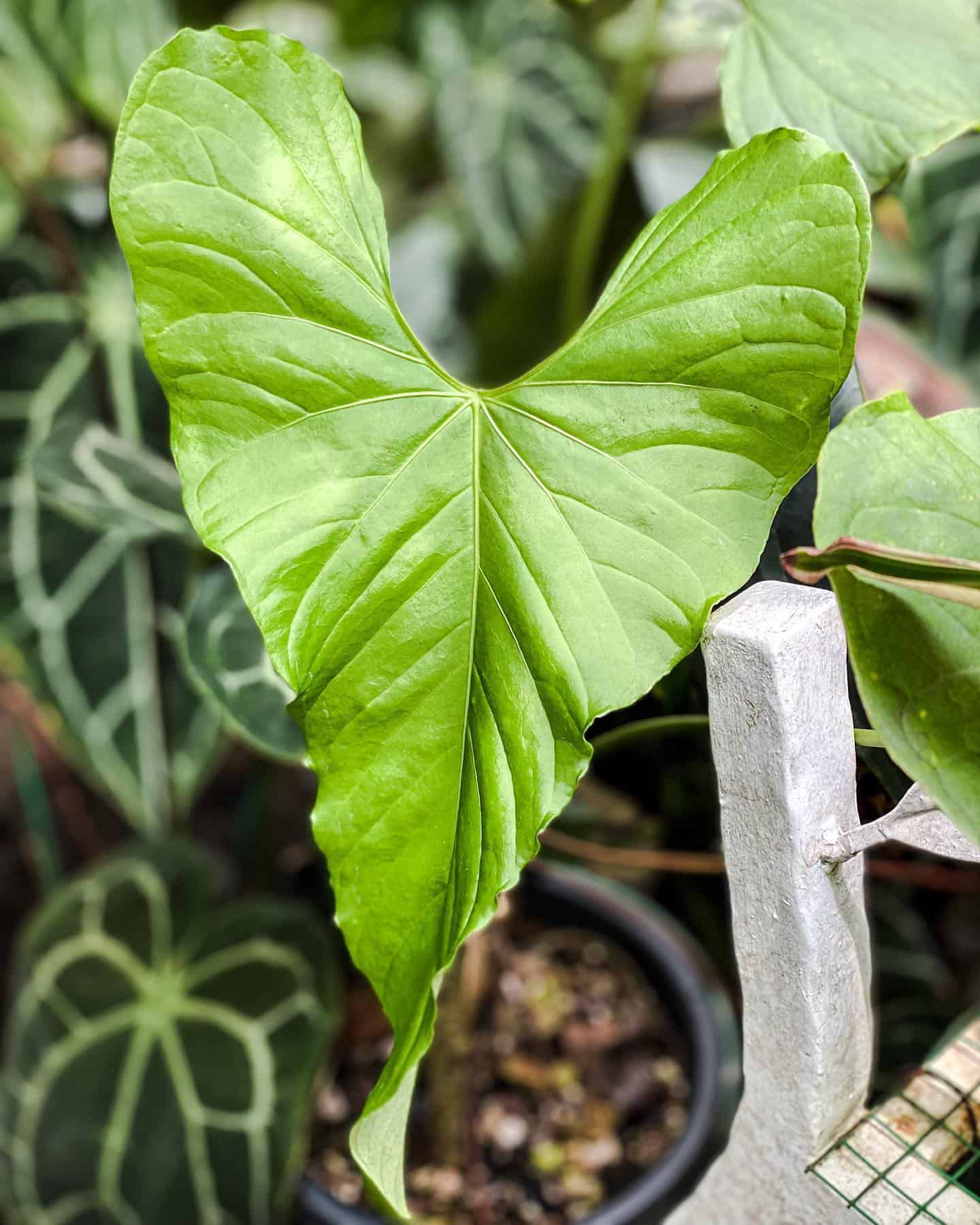 heartshaped leaf of Anthurium Balaoanum plant