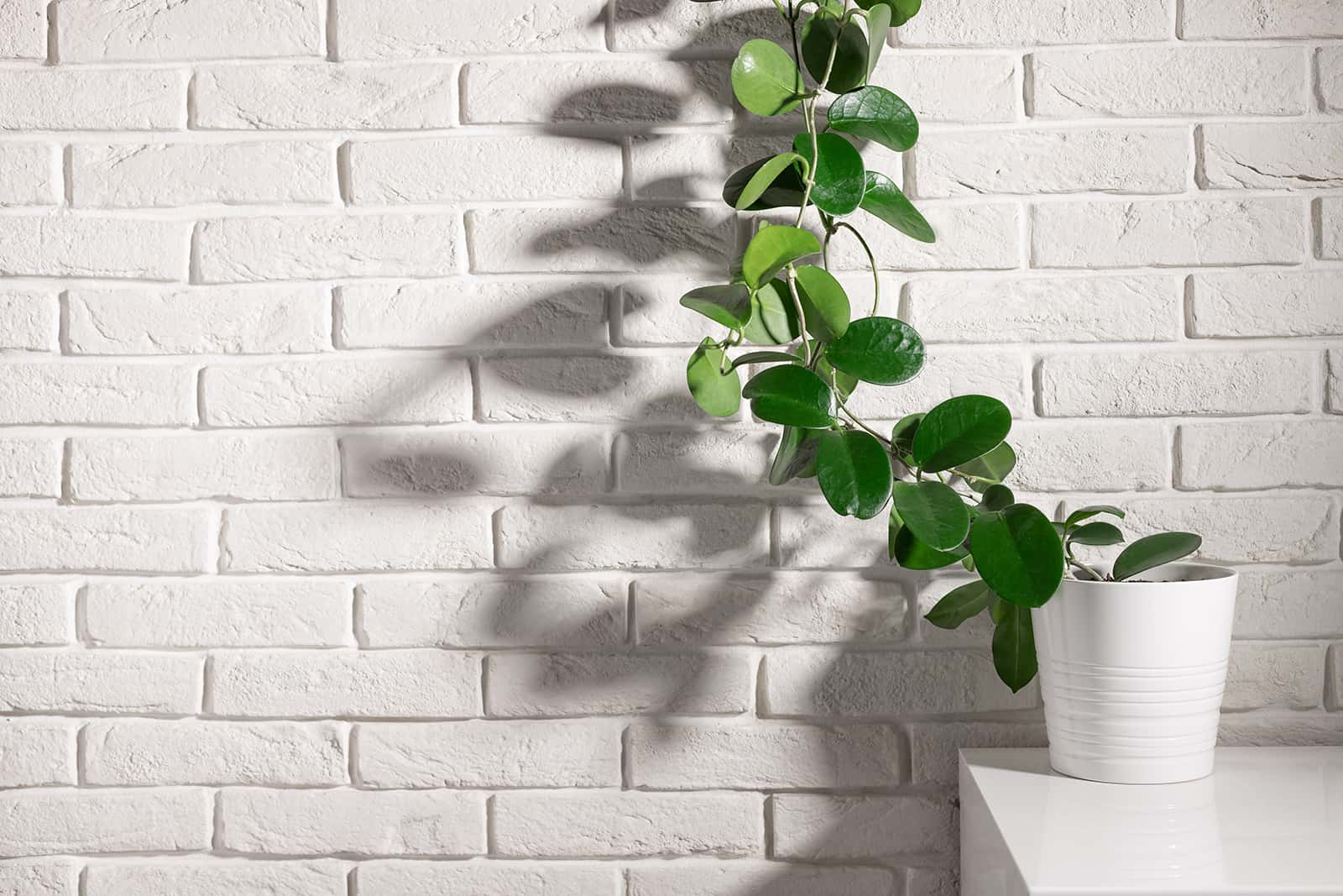 Houseplant Hoya on shelf against white brick wall 