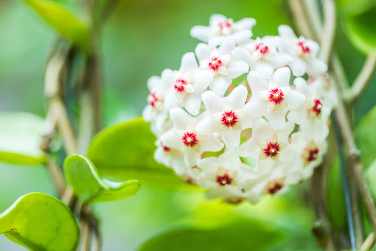 hoya fungii white flower