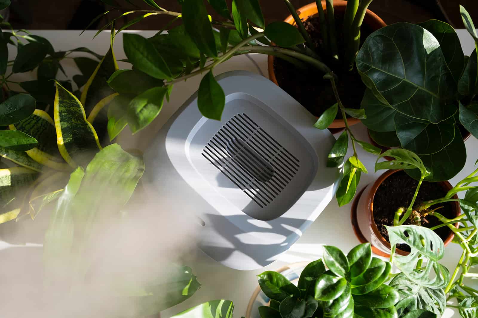humidifier spreading steam among indoor plants