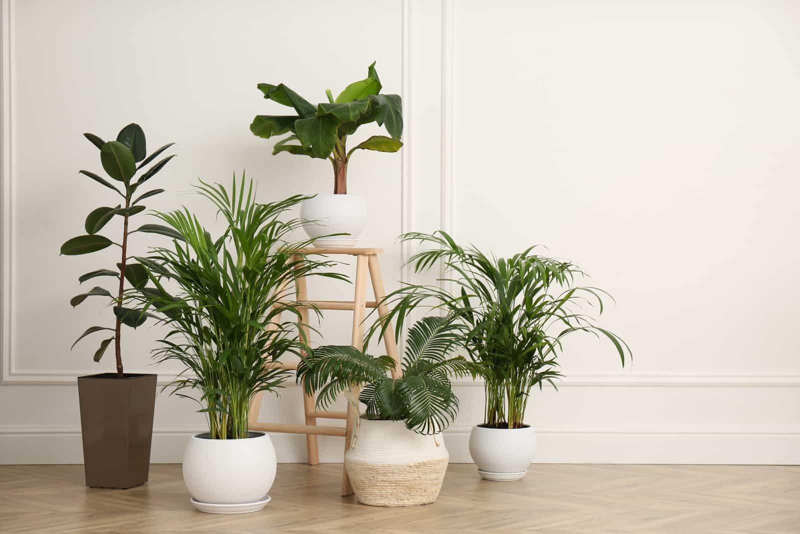 indoor plants in pots on floor