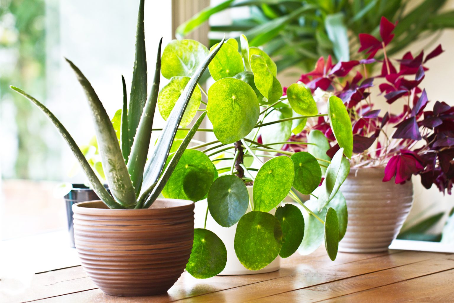 The Most Inspiring Indoor Plants Quotes And Sayings