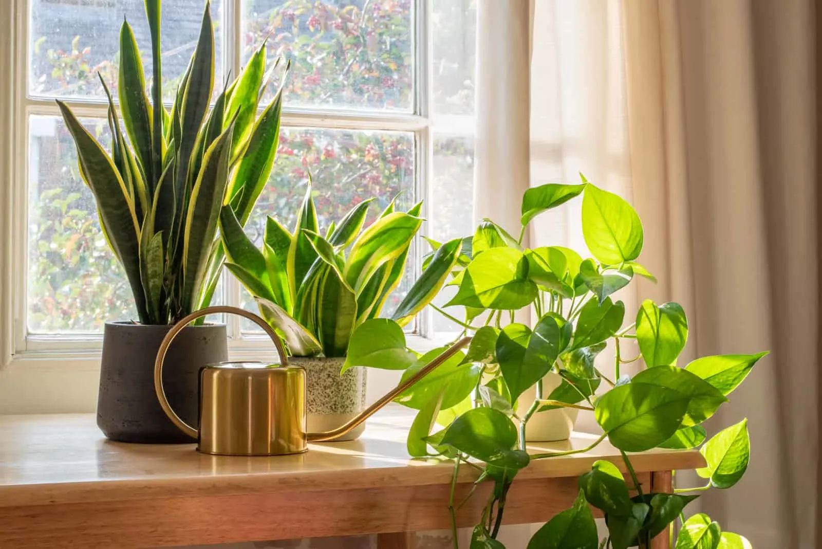 indoor plants on table by window