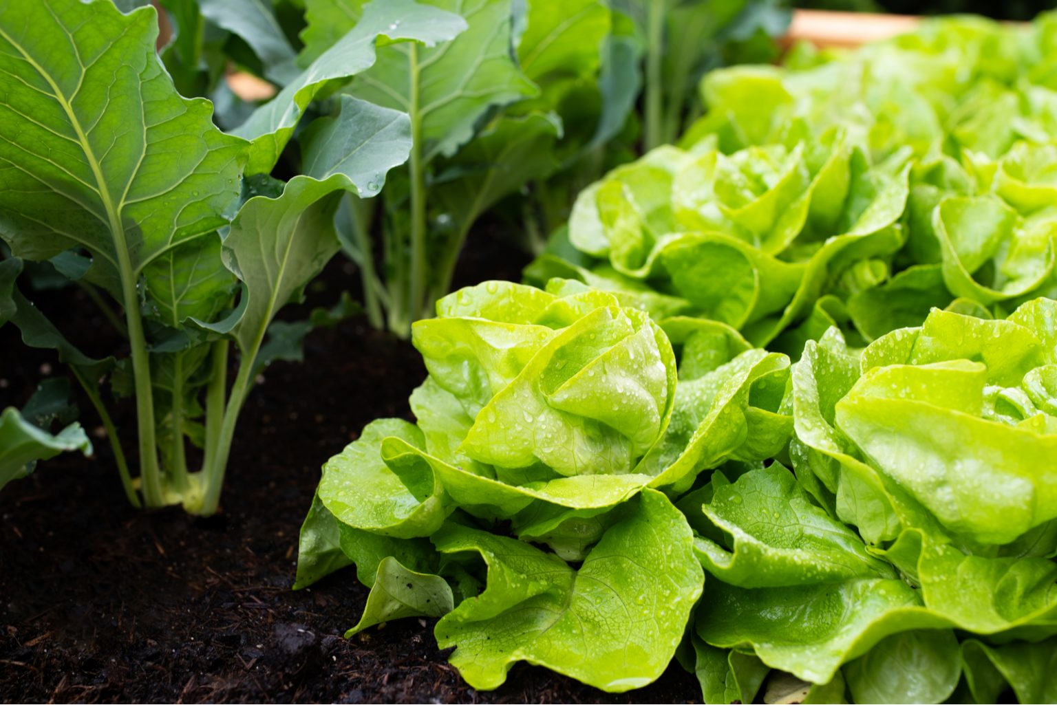 5 Reasons For Bitter Lettuce And How To Prevent It