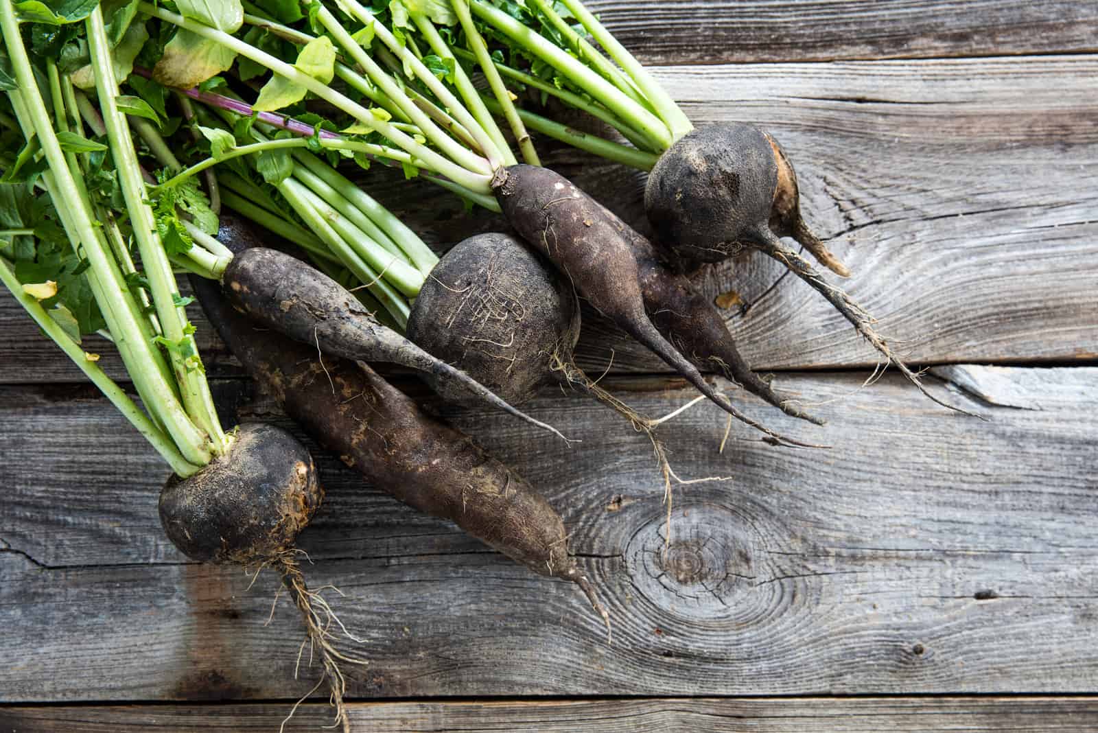 long black radishes with fresh green tops and roots