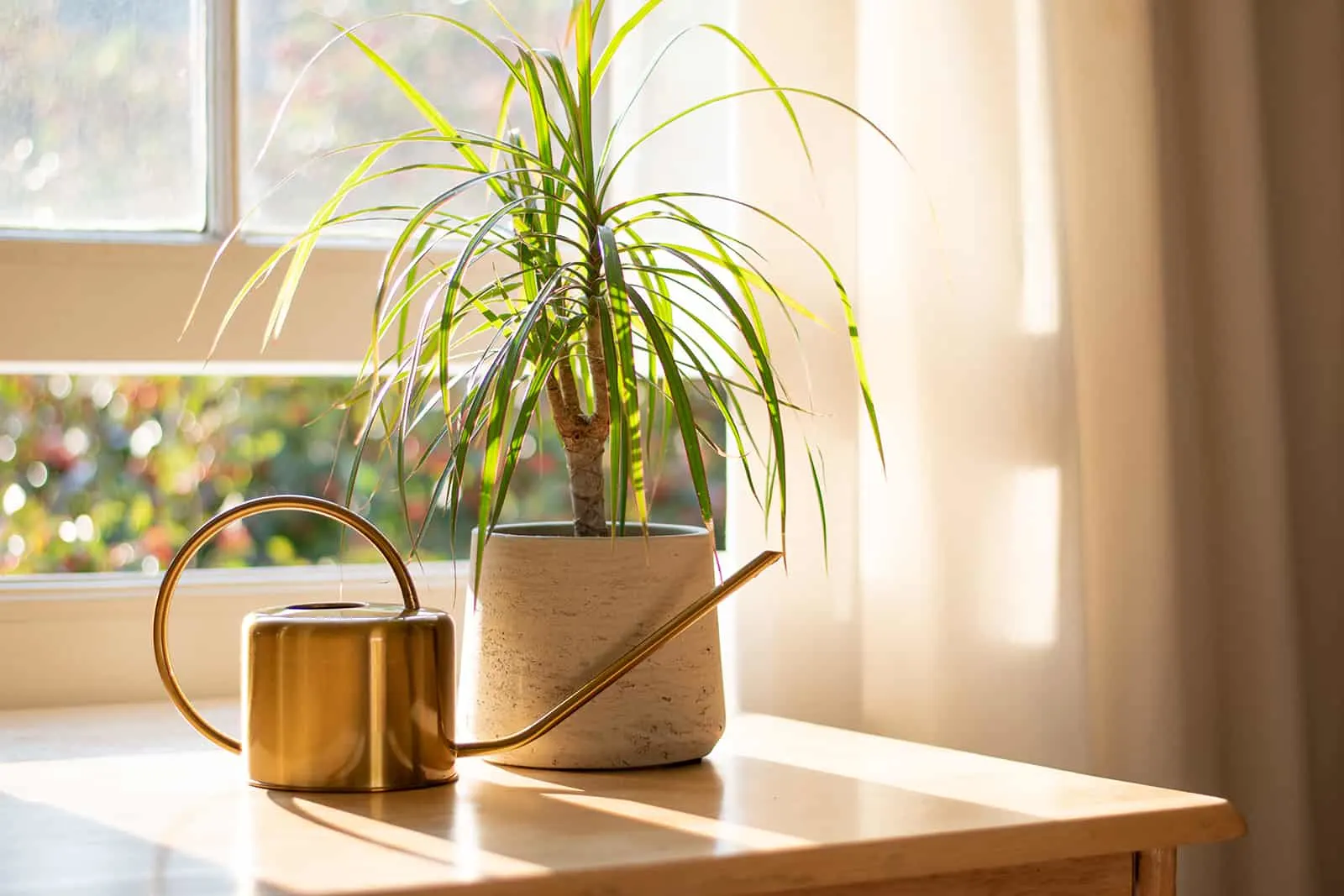 madagascar dragon tree near the window