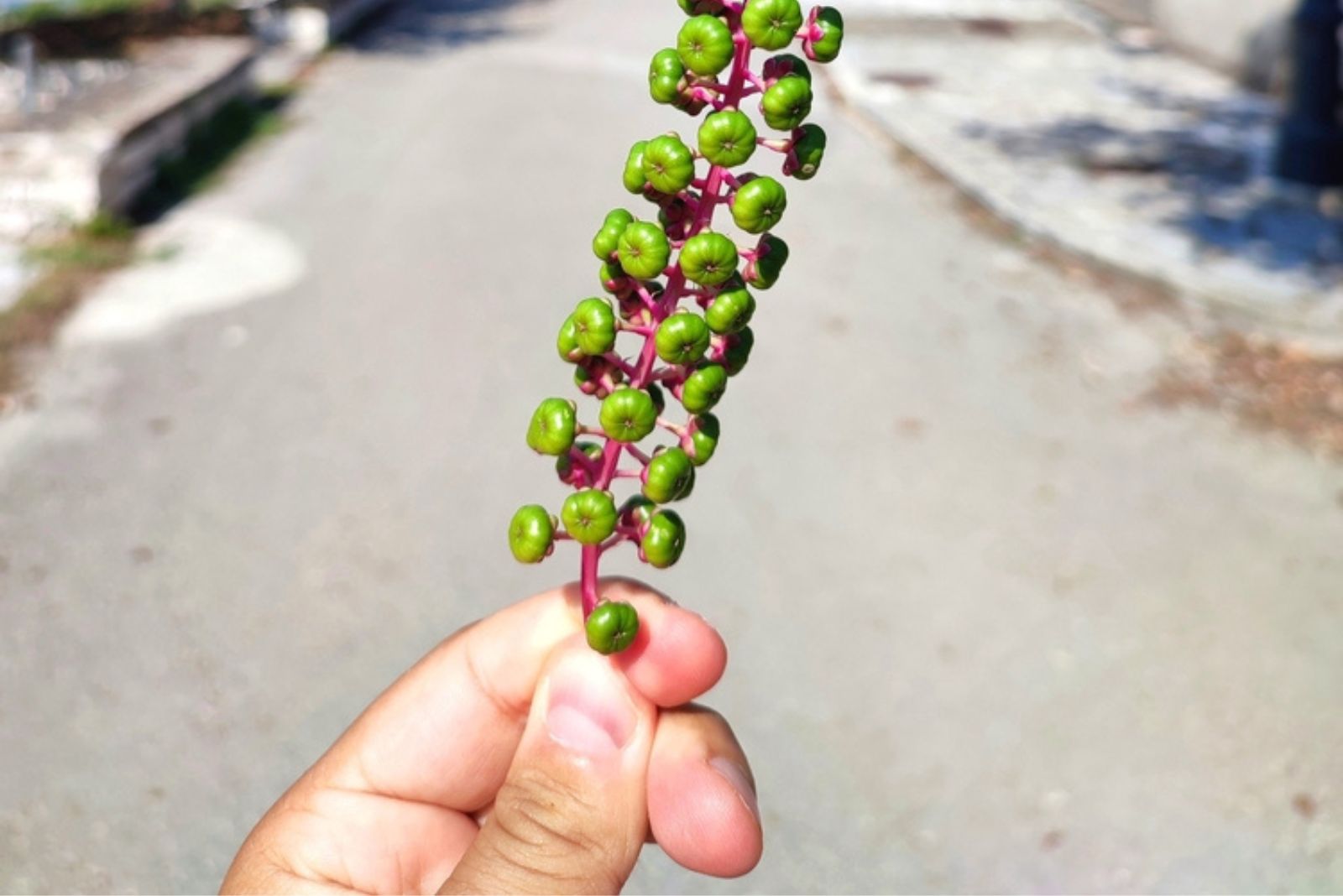 man holding a pockeweed