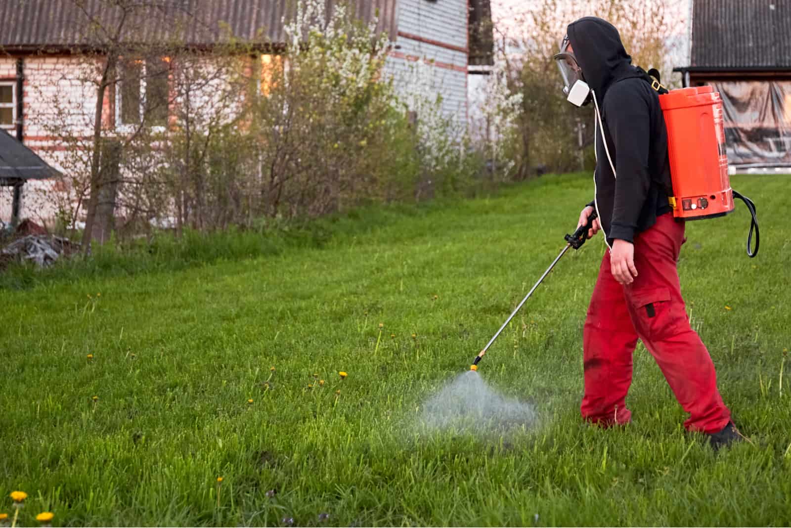 man spraying acid on his lawn