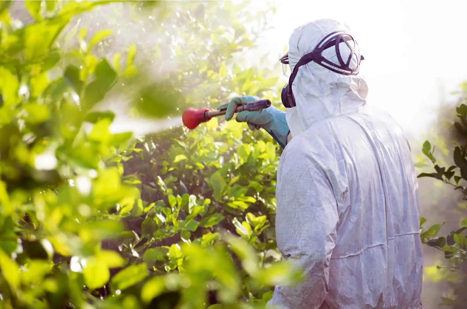 man spraying the lemon trees with fertilizer