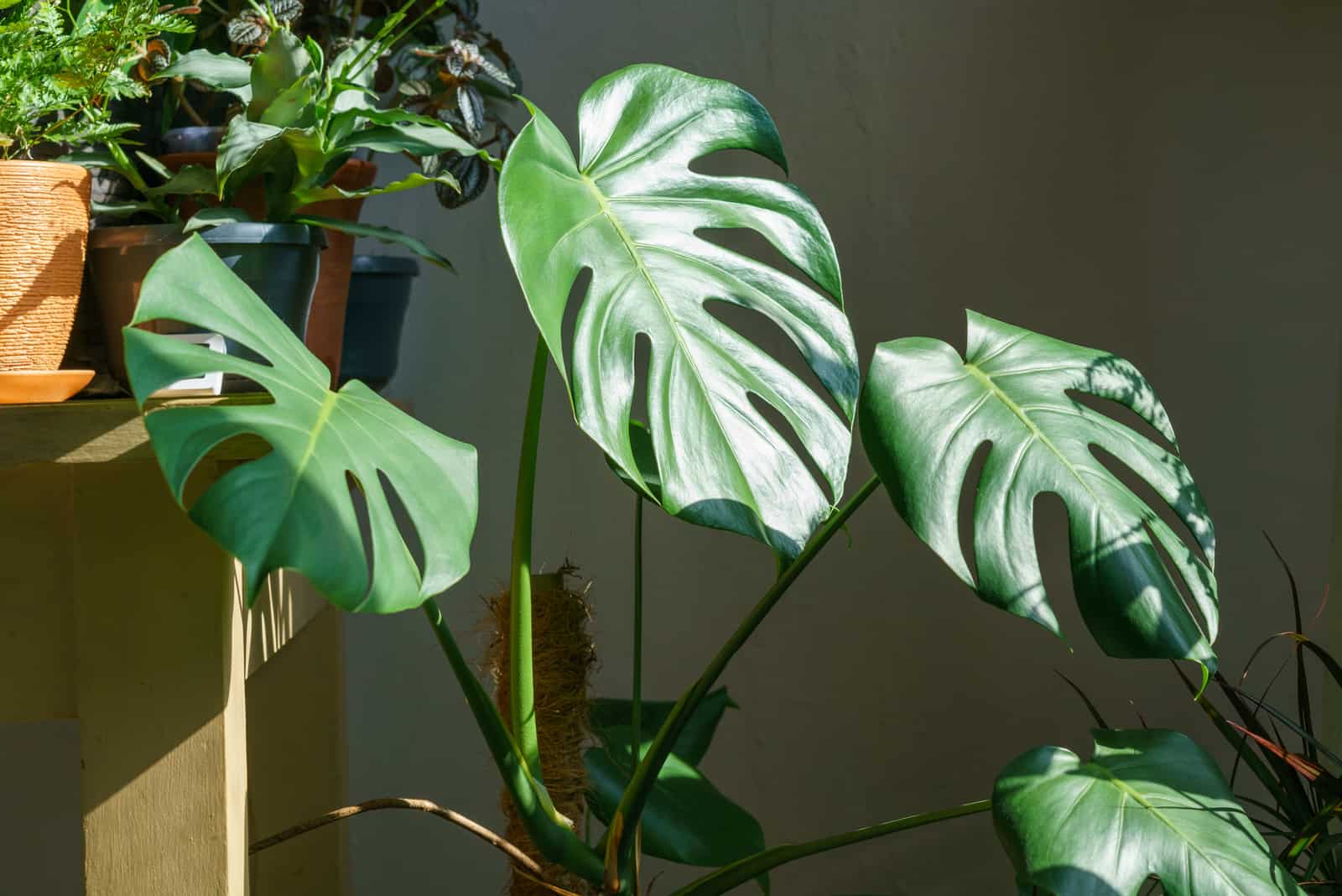monstera plant indoors