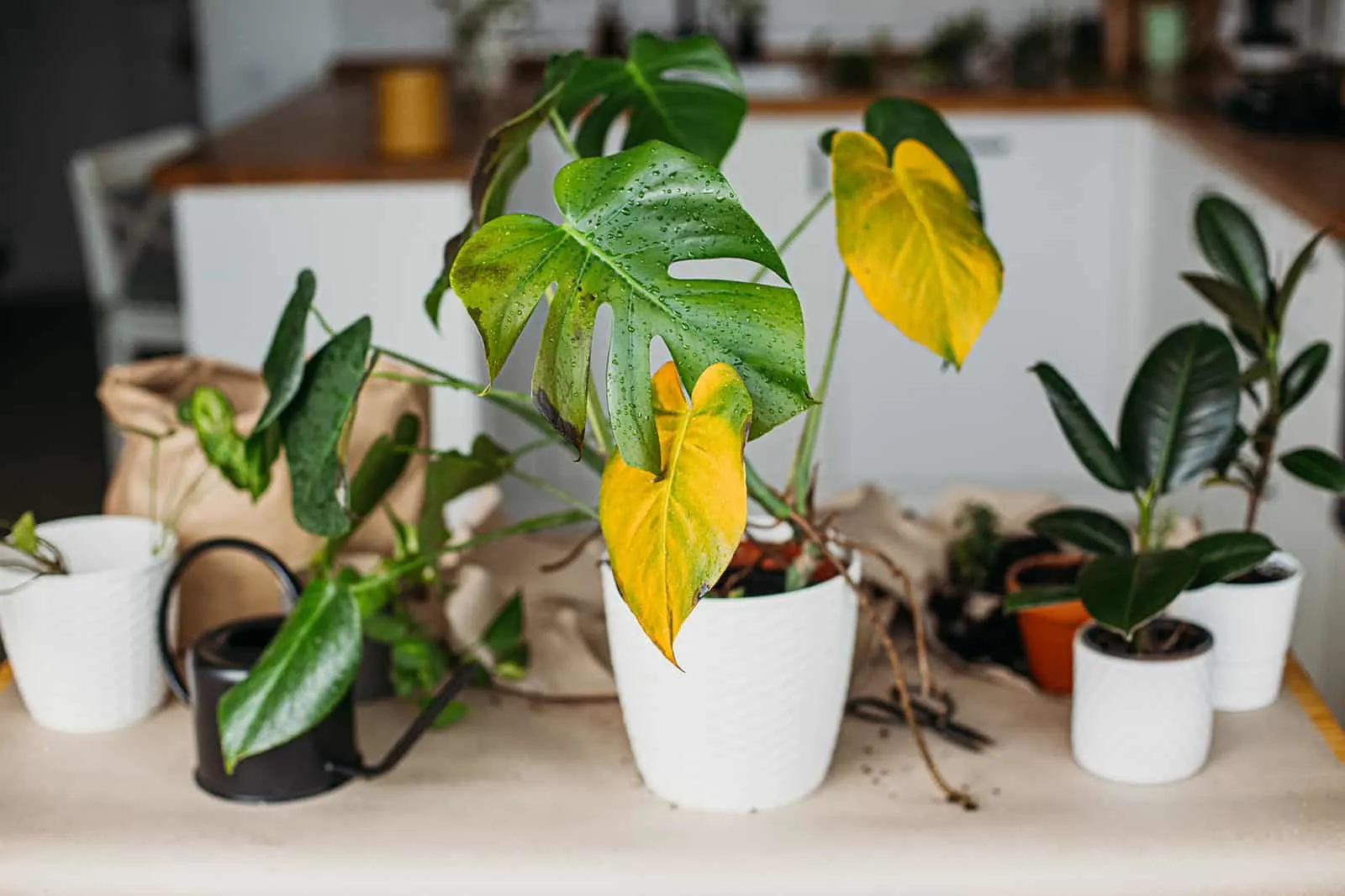 monstera plant with yellow leaves at table