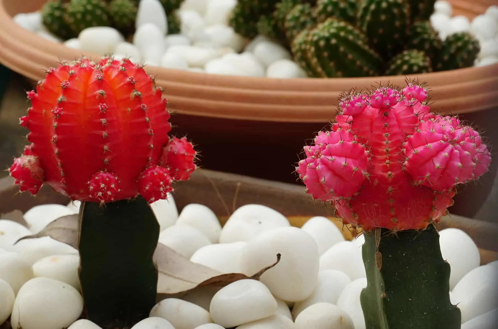 moon cactus plants