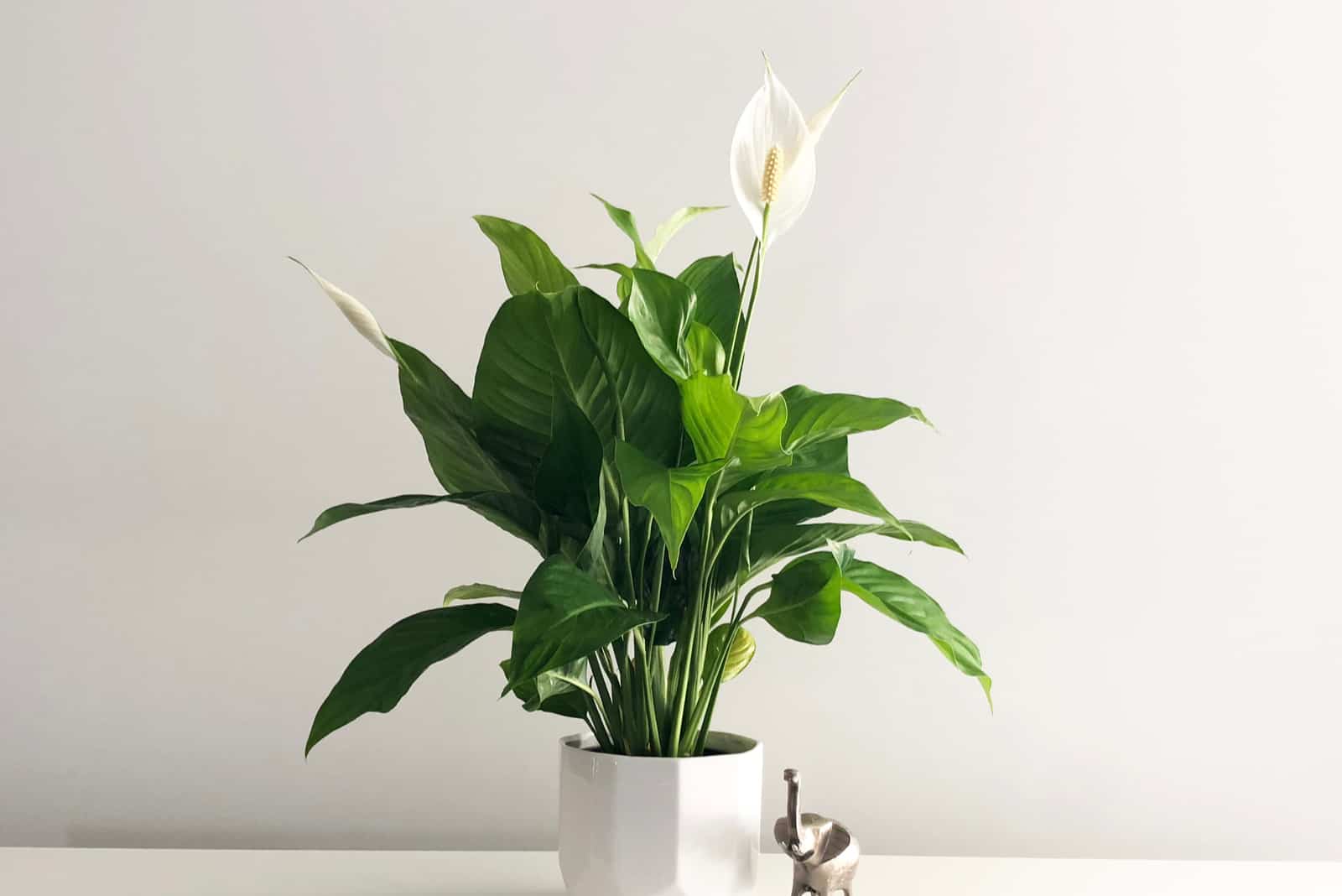 peace lily on table