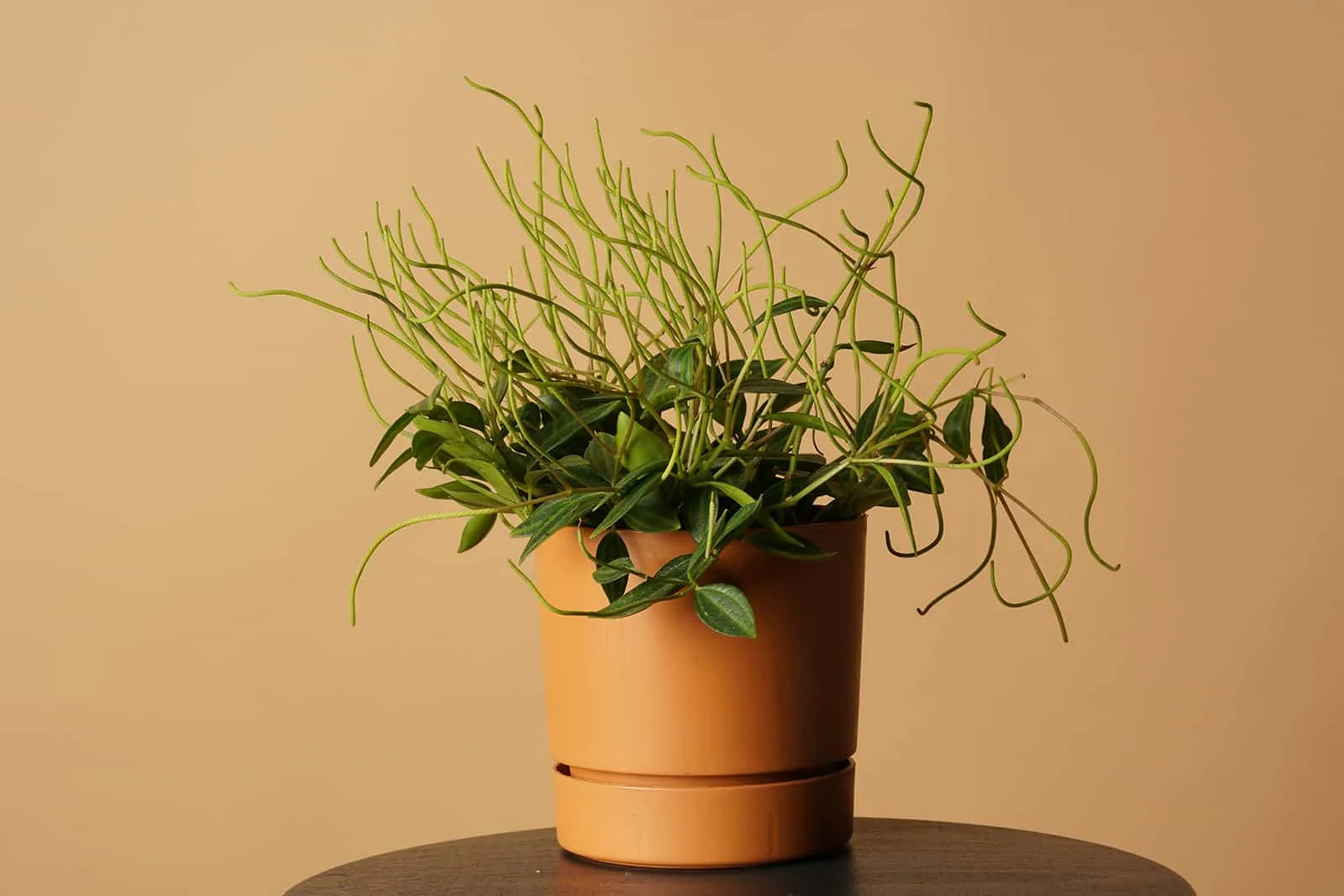 peperomia angulata plant in brown pot