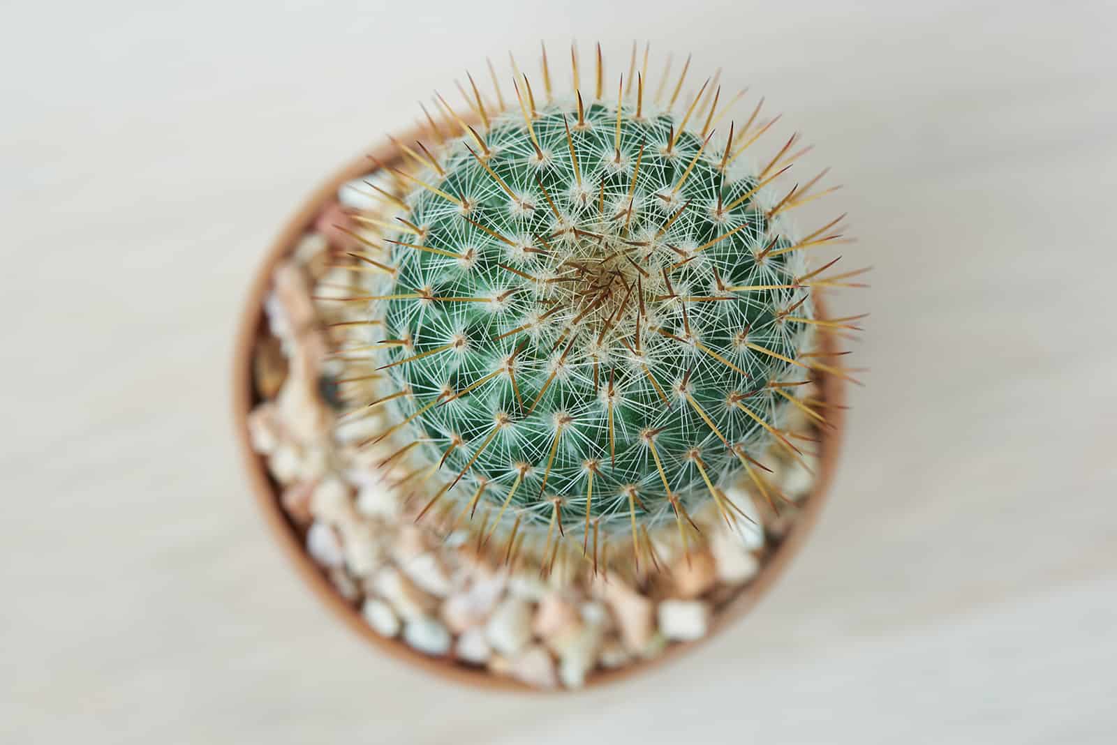 pincushion cactus in the pot