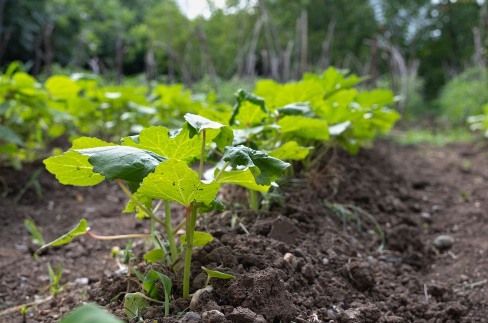 planted okra plant in the garden