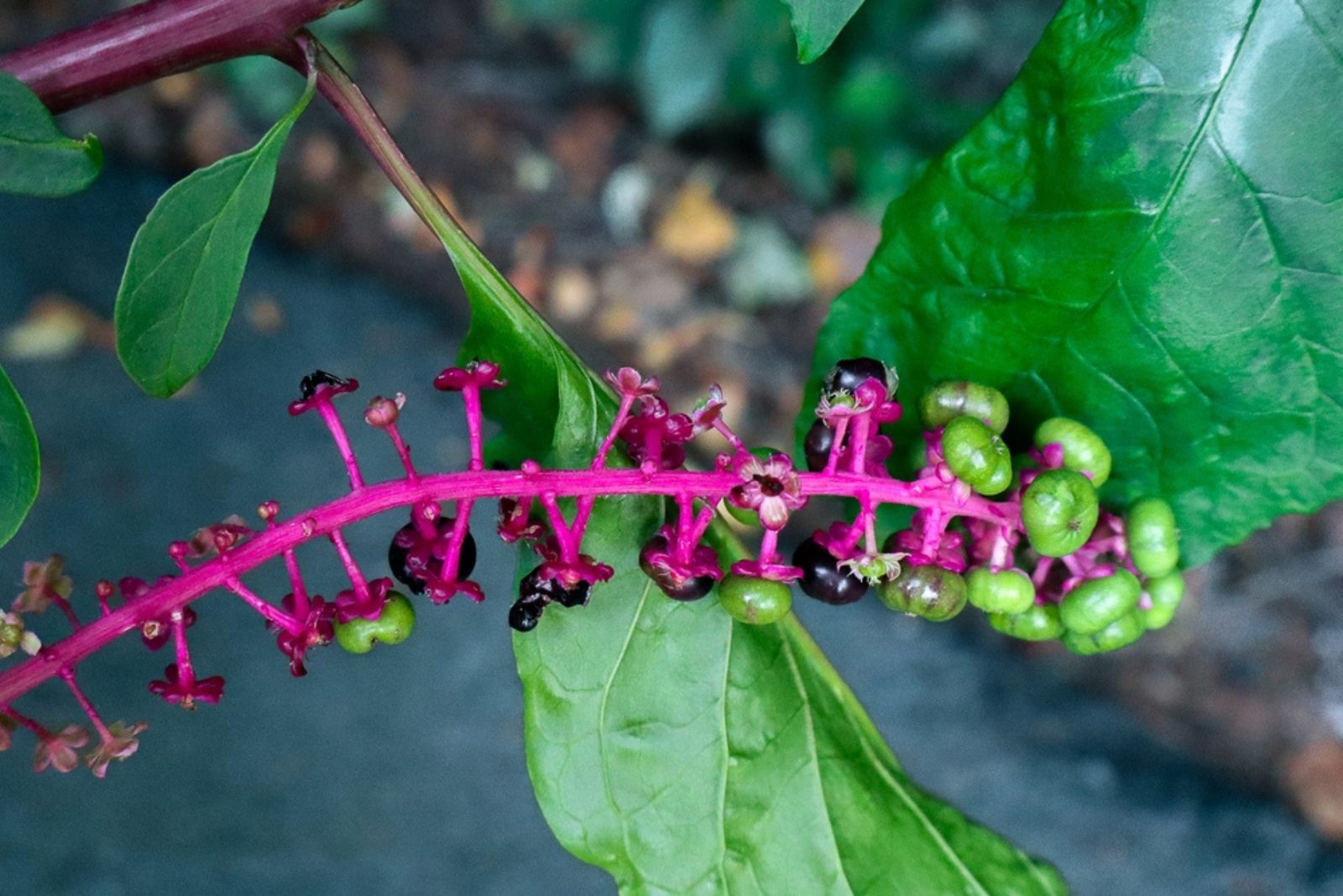 pockeweed plant