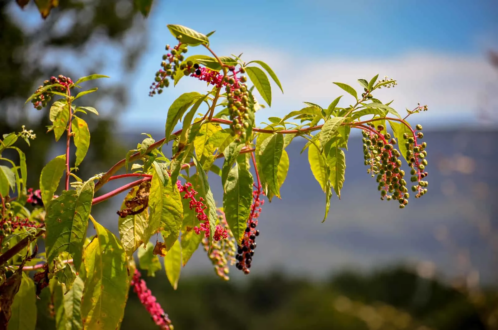 How To Get Rid Of Pokeweed: 4 Different Ways!