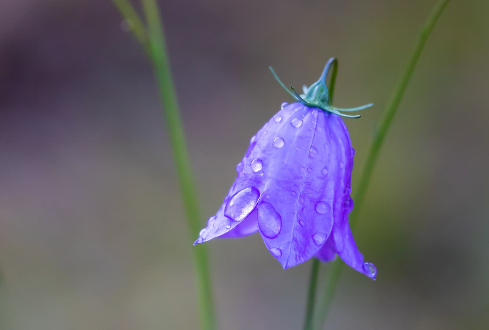 purple bellflower after rain