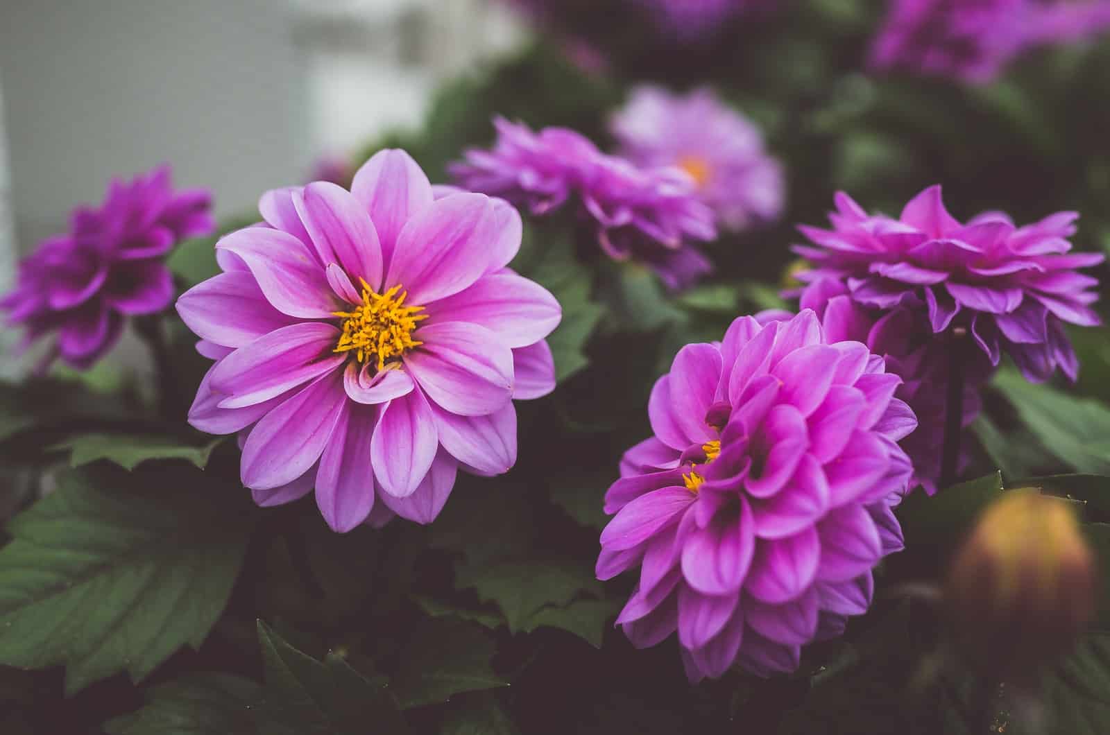 purple dahlia flowers