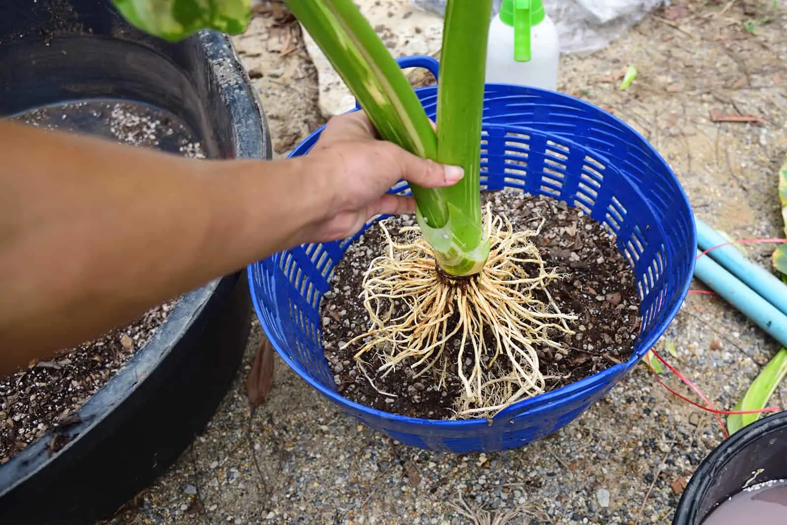  re-plant Alocasia macrorrhizos variegated in the basket