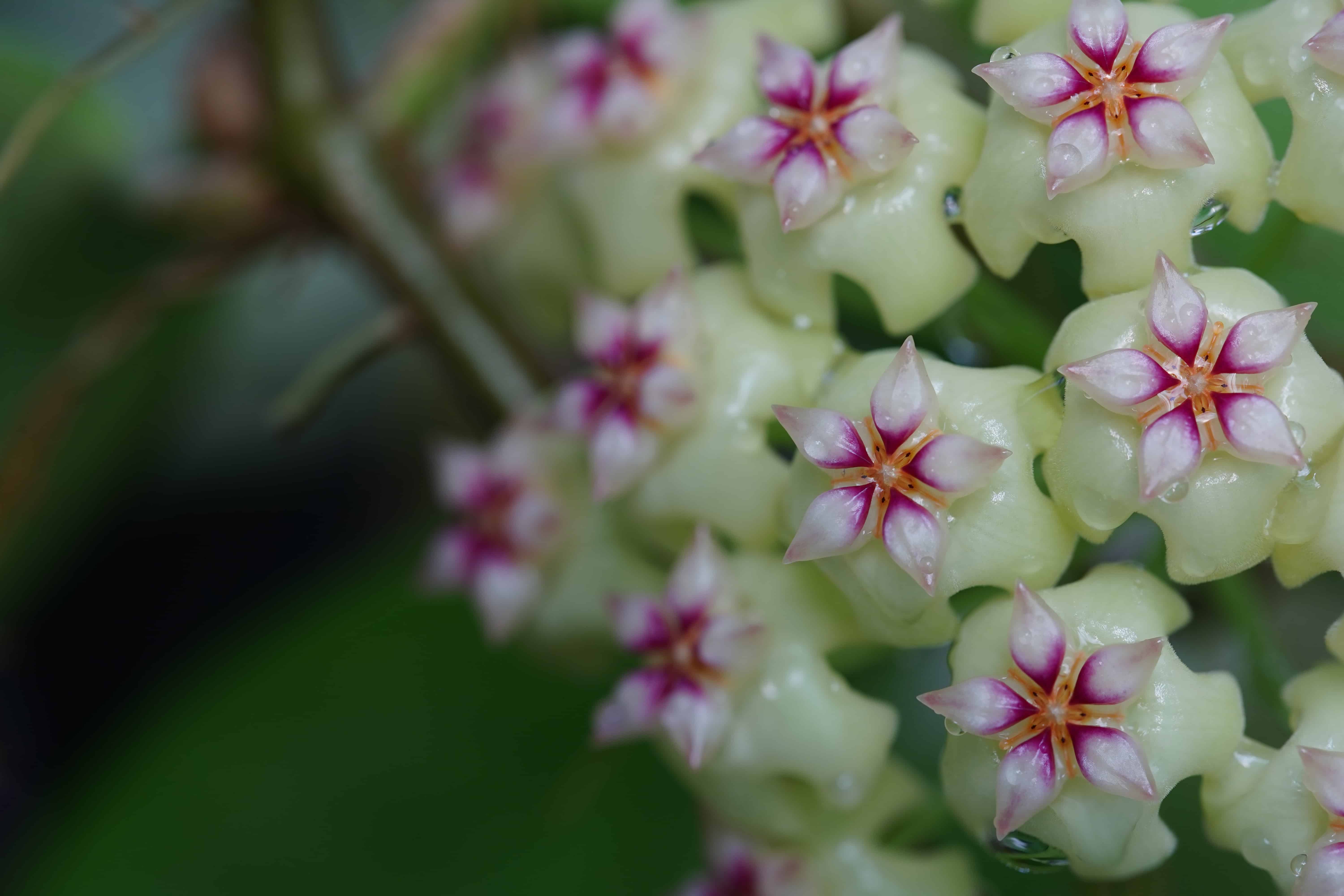red and white flower petals of hoya plant