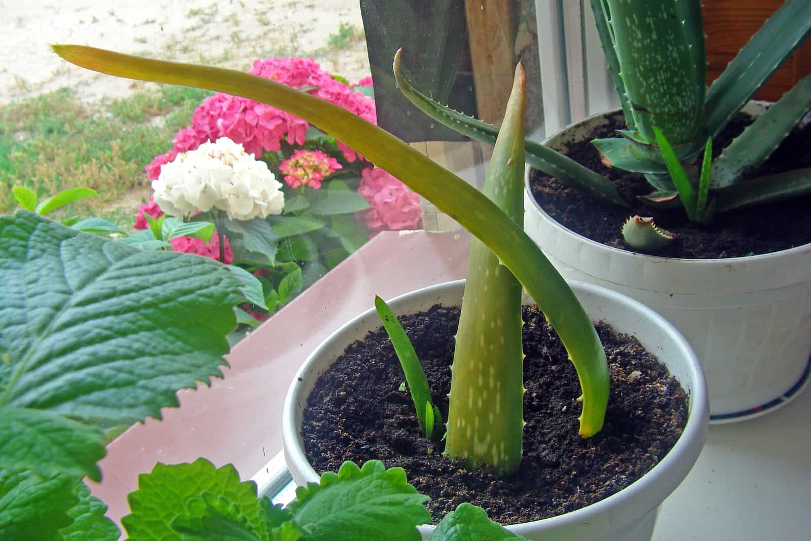 replanted aloe vera in pot by window