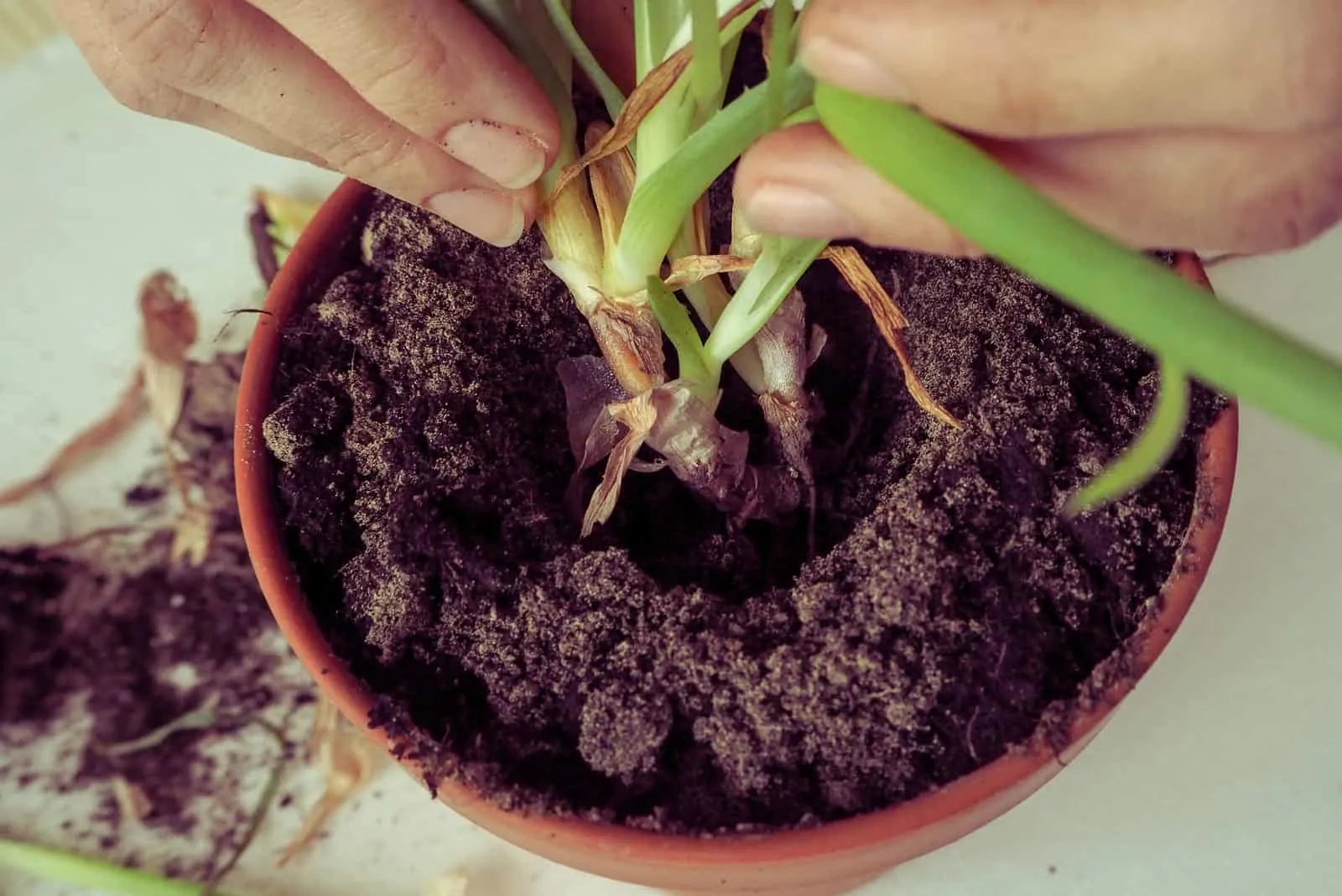 8 Signs Of An Underwatered Aloe Plant And How To Revive It 7355