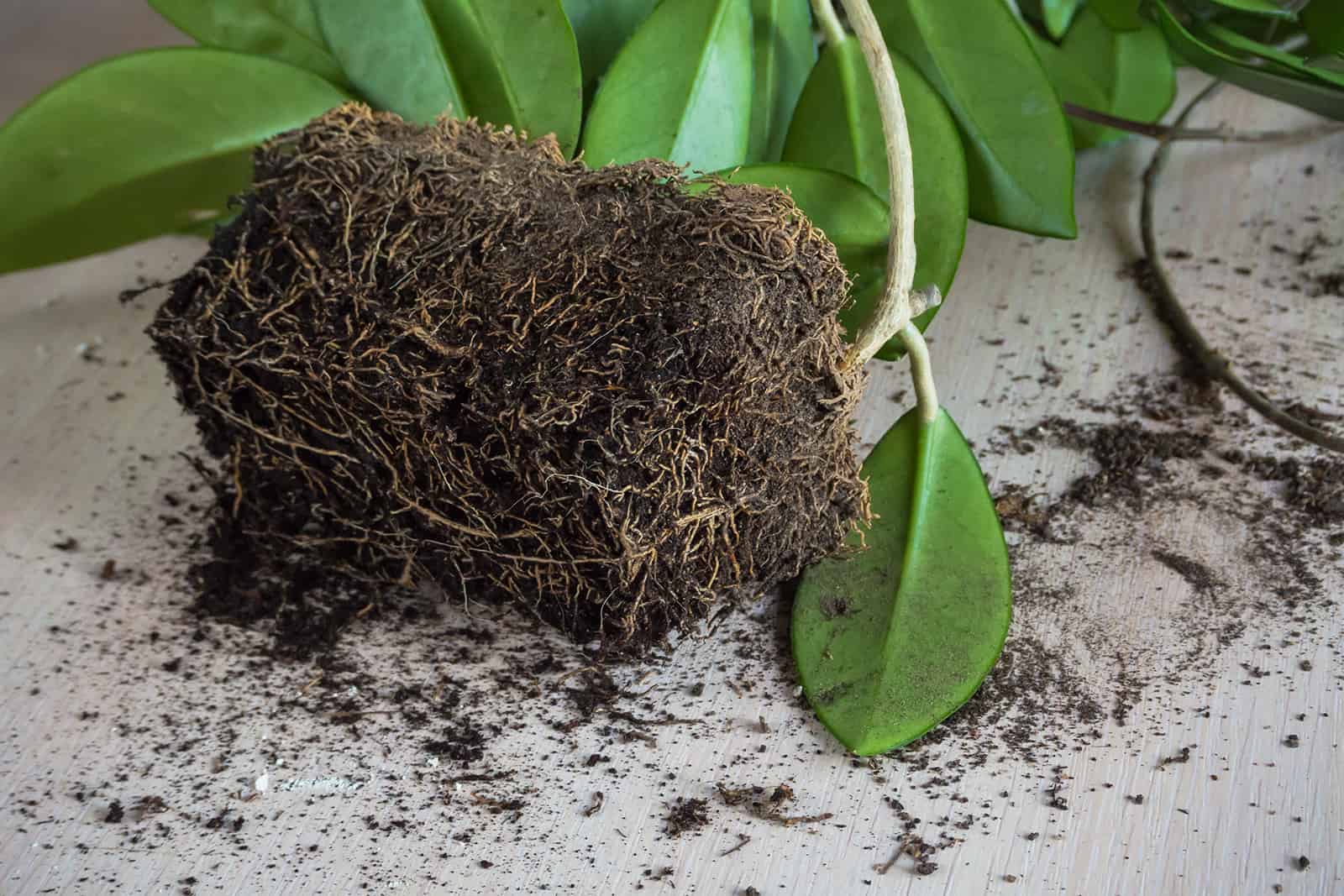 roots of hoya plant and soil
