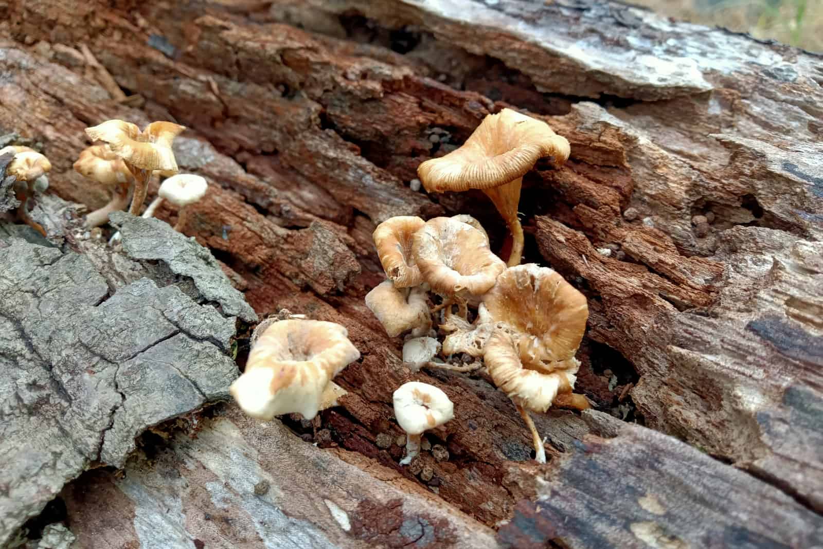 small Mushrooms