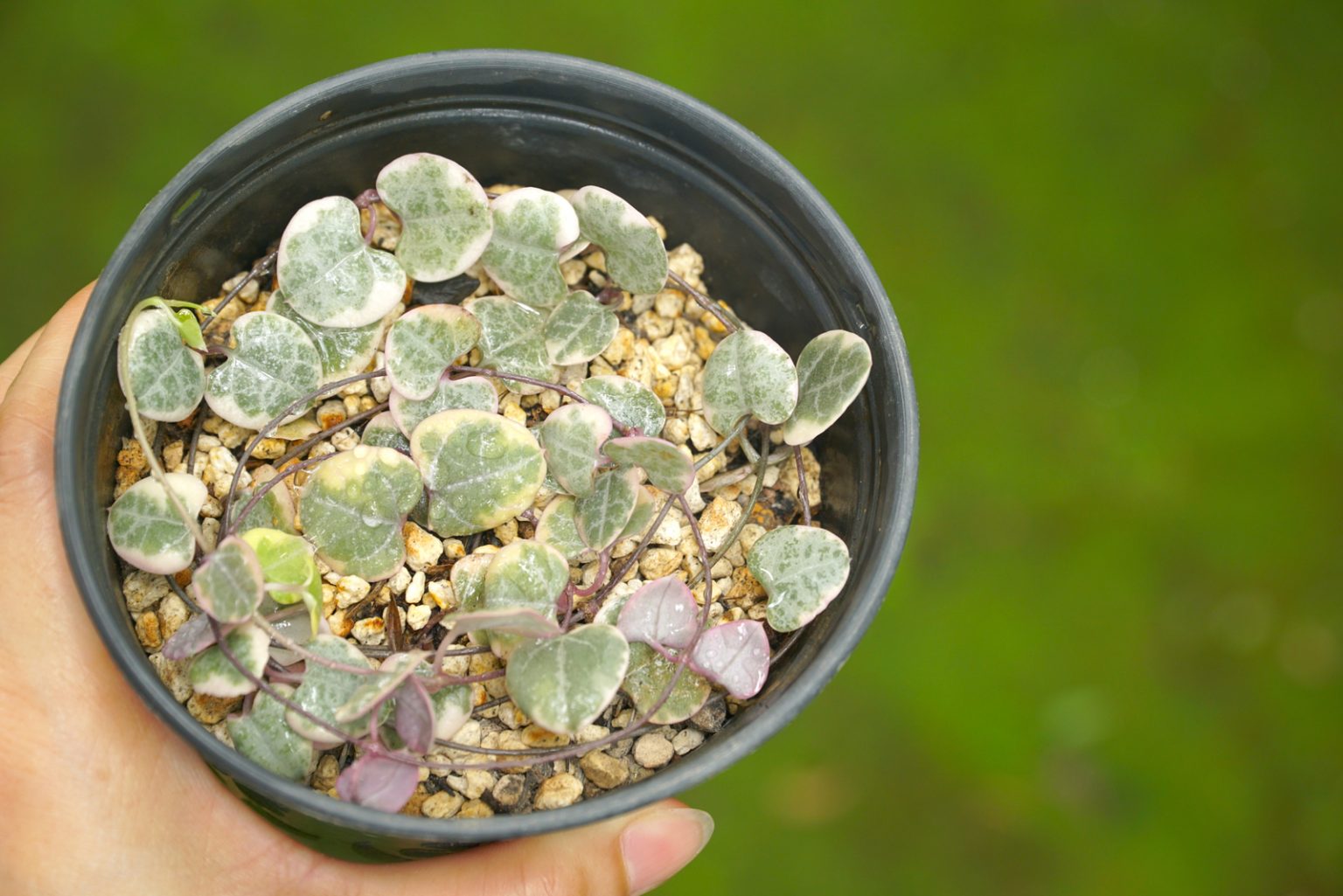 Signs Of An Overwatered String Of Hearts And How To Fix It