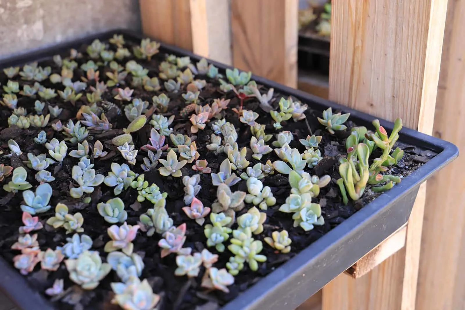 small succulents growing in a tray